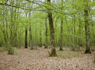 La forêt de Barbeau